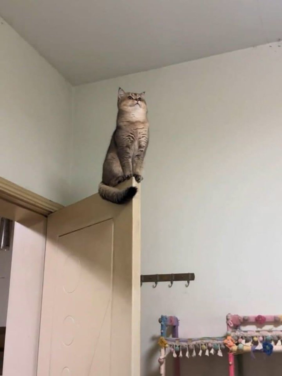 癒される動物 tweet media