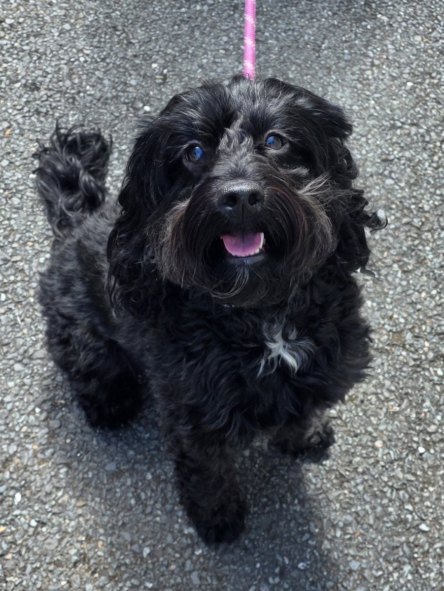 Paws & Reflect Dog Behaviourist & Trainer tweet media