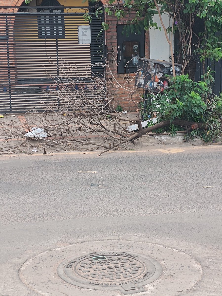 leangelaru's tweet photo. @pyaccesible @AsuncionMuni @AsuDsu  sobre general santos frente a la calle Schinini hay una rama bastante grande caida desde la tormenta ya se informó a Servicios Urbanos, hasta la fecha no se pasó a retirar... https://t.co/MA5onvLzLf