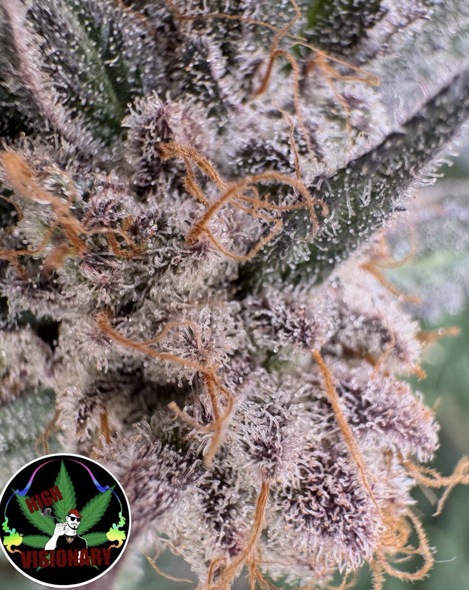 High_Visionary420 tweet media