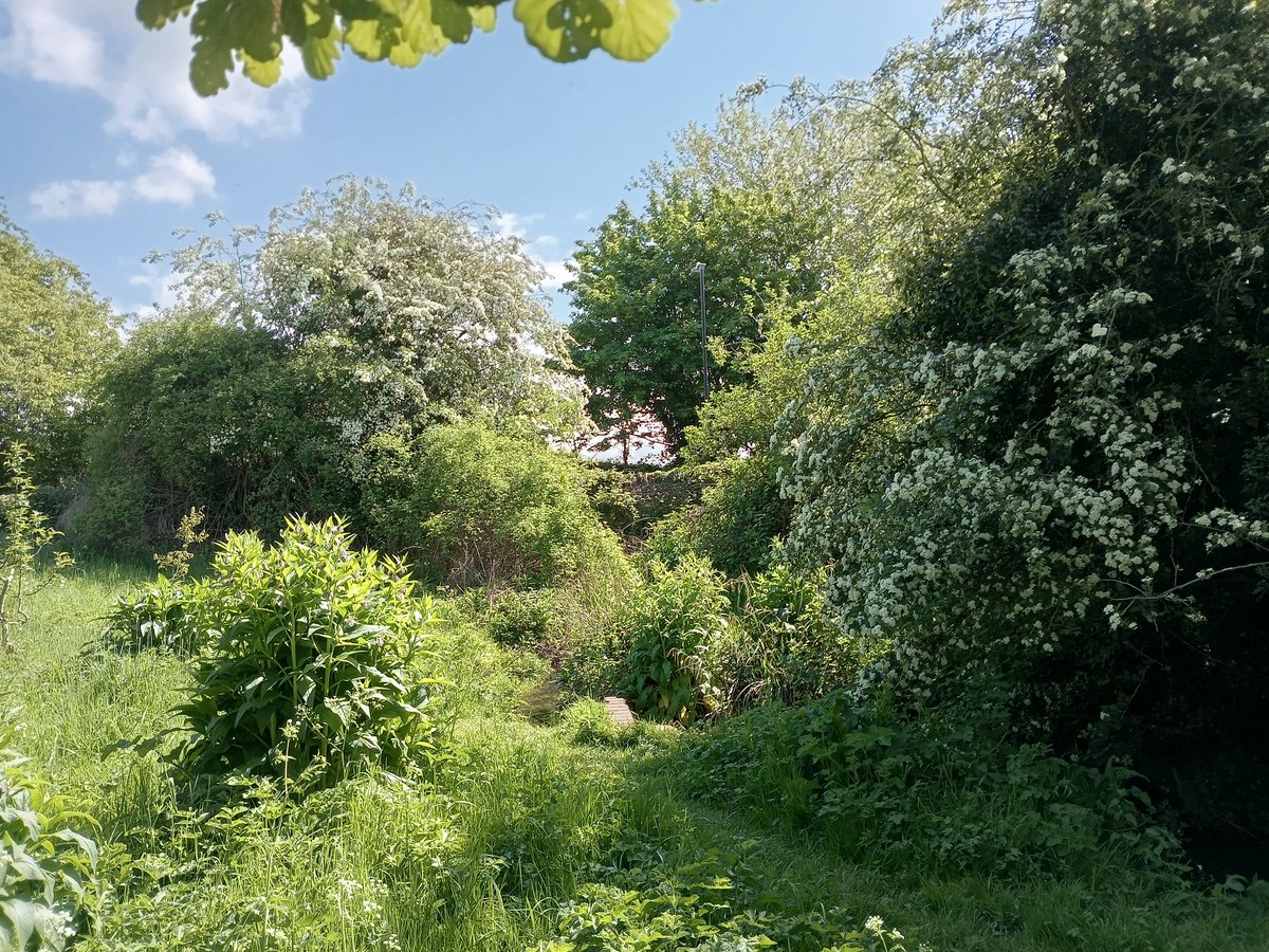 phil0073's tweet photo. #BusbysMeadow in May. #Moulton,#Northamptonshire. #PhilOnaBike #WeekendWander #treepeople https://t.co/rXDX7OzSkC