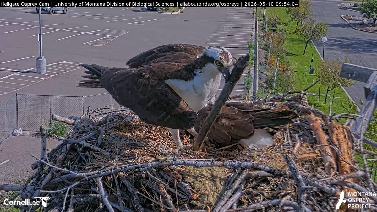 Hellgate Osprey tweet media