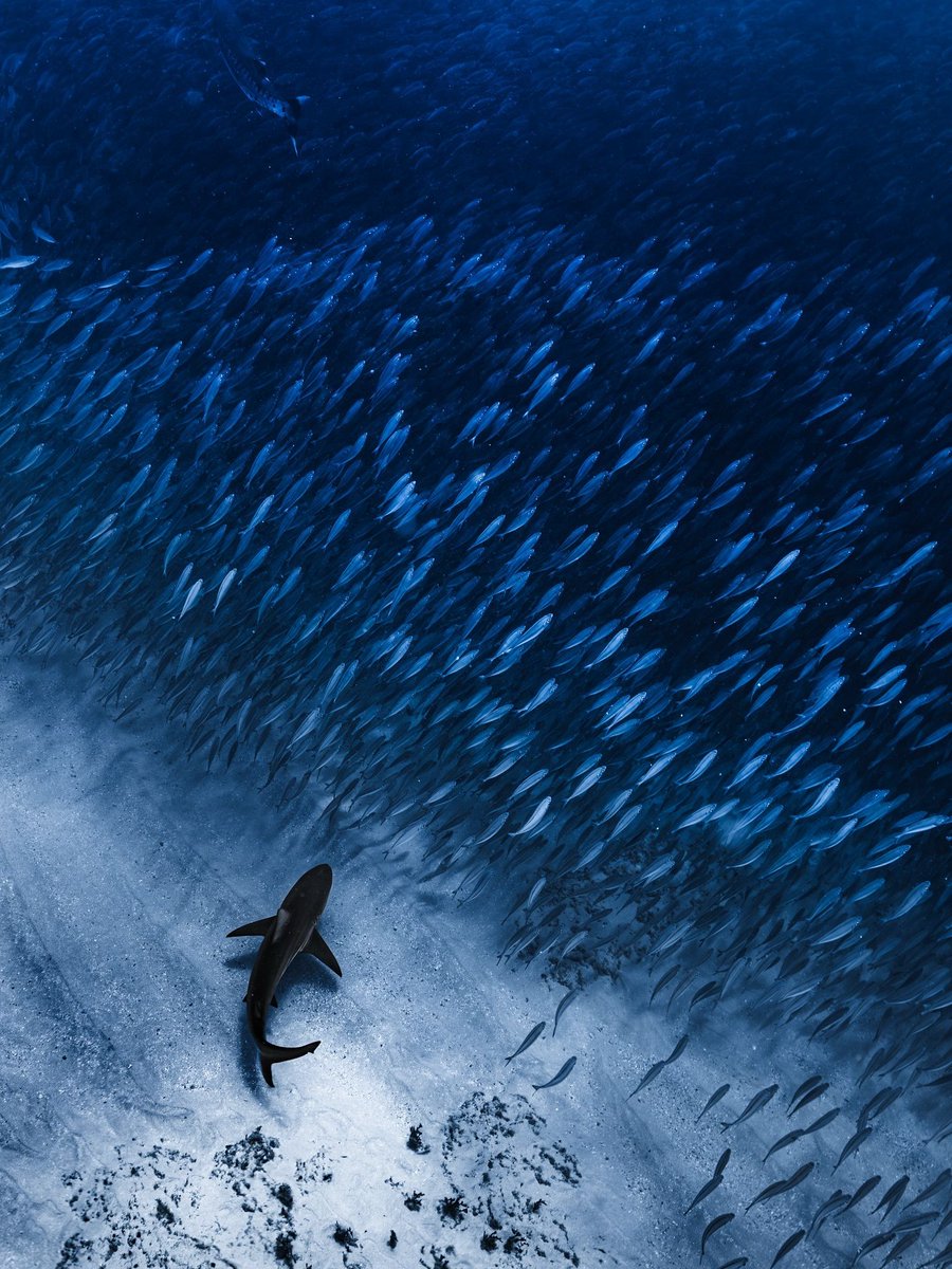 WorldOceansDay's tweet photo. Ever watched a bait ball unfold? It is one of the ocean’s most mesmerizing survival strategies. 🐟

When threatened, often by predators like an oceanic blacktip shark, small schooling fish cluster into a dense, swirling sphere. This formation makes it harder for predators to single out a target and boosts the group’s chances of survival.

Sharks like blacktips might look fierce, but they are essential to ocean health. By keeping fish populations in check, they help maintain balance across marine ecosystems.

Scenes like this are a powerful reminder of how connected ocean life really is. 

Images by @emma_carlton_