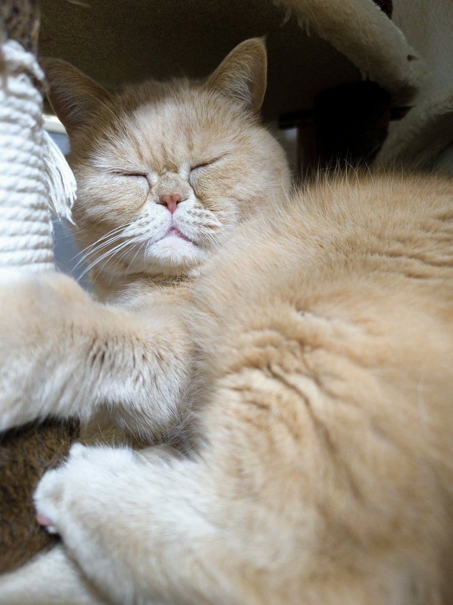 それでは皆様おやすみにゃさい =^_ _^=zzz~ #猫好きさんと繋がりたい
