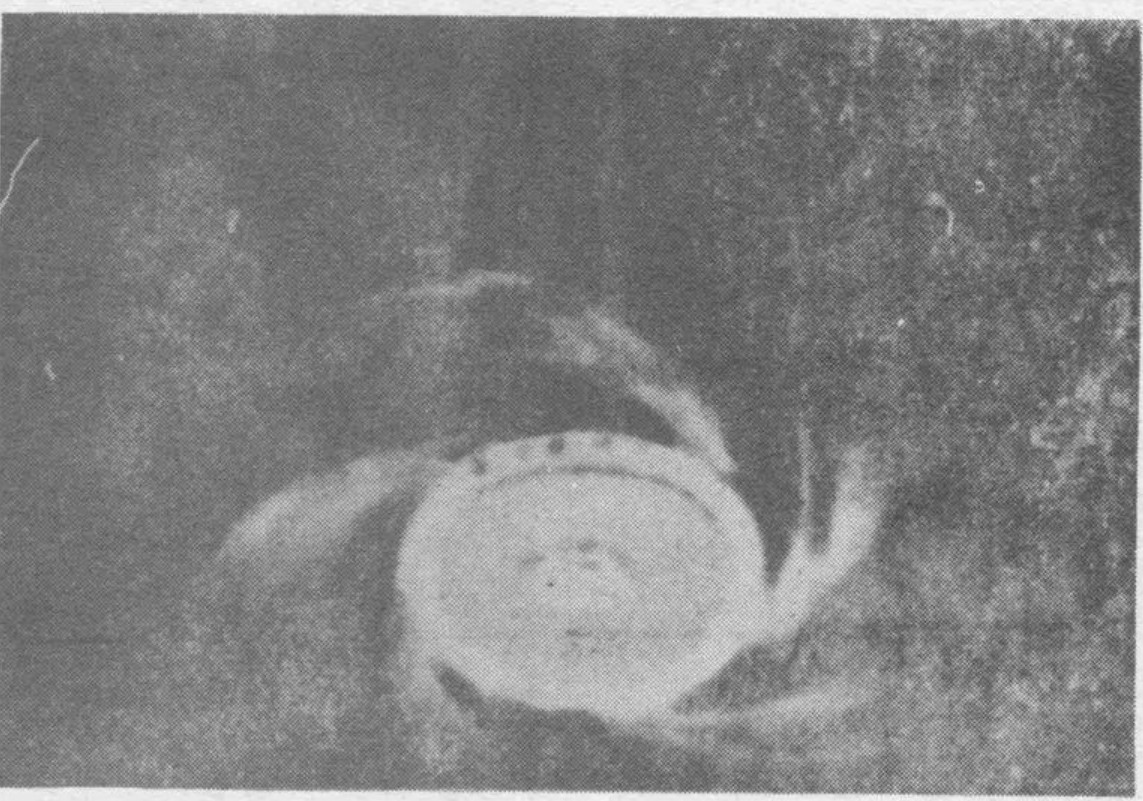 CucoProject's tweet photo. Ya que el Gobierno de los EE.UU. ha desclasificado  sus archivos sobre este caso, el primer ovni fotografiado en España, y no queriendo ser menos, Proyecto CUCO también da a conocer la bibliografía del mismo para quien desee profundizar en su análisis. Ver https://t.co/qwRnE5GgYp https://t.co/9lTE3k9NTE