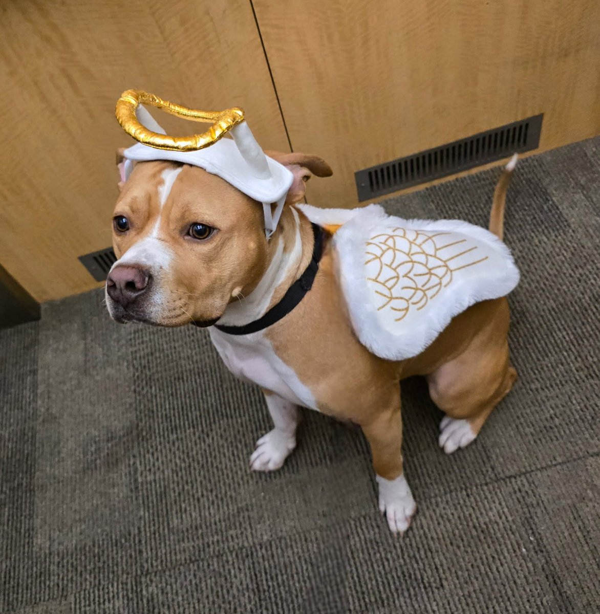 Humane Society of Missouri tweet media