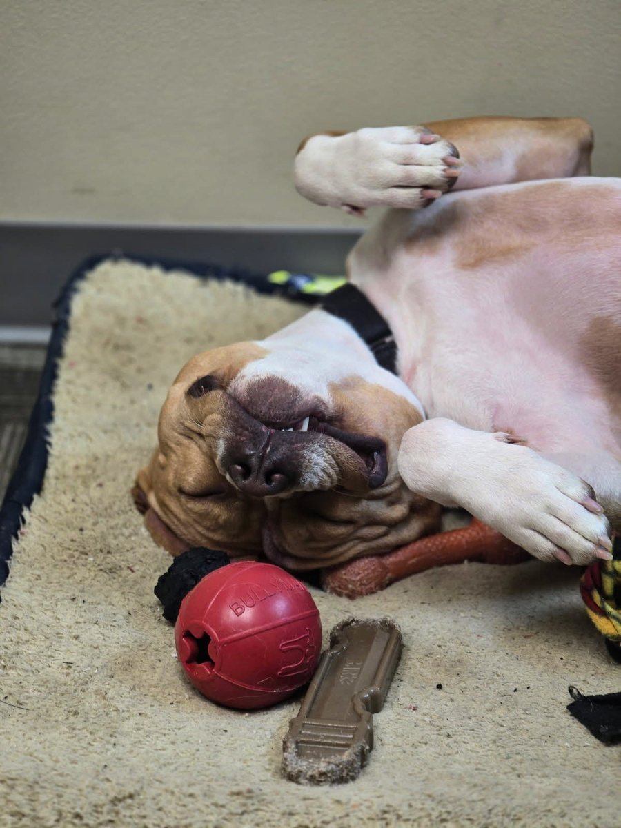 Humane Society of Missouri tweet media