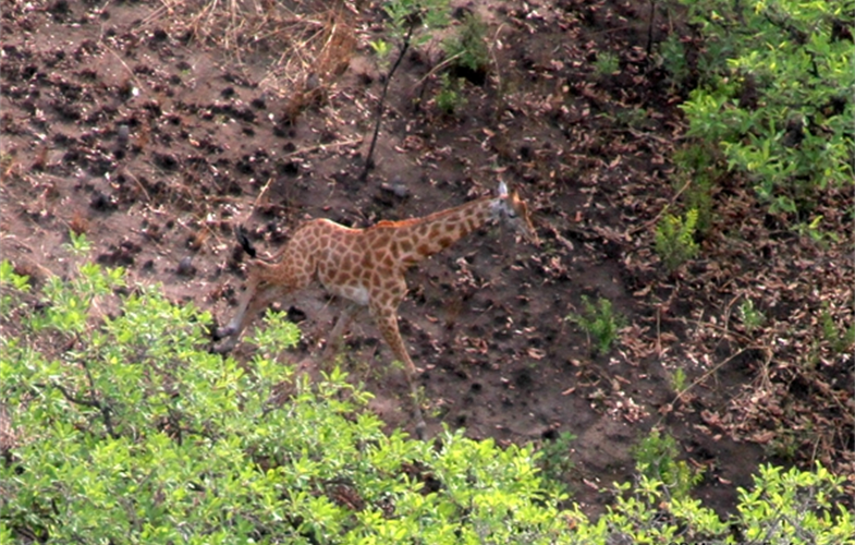 Le gouvernement de la République #Centrafrique a lancé un plan ambitieux de restauration de la biodiversité et de réintroduction d'espèces menacées telles que les girafes et les rhinocéros, avec le soutien d'experts internationaux.