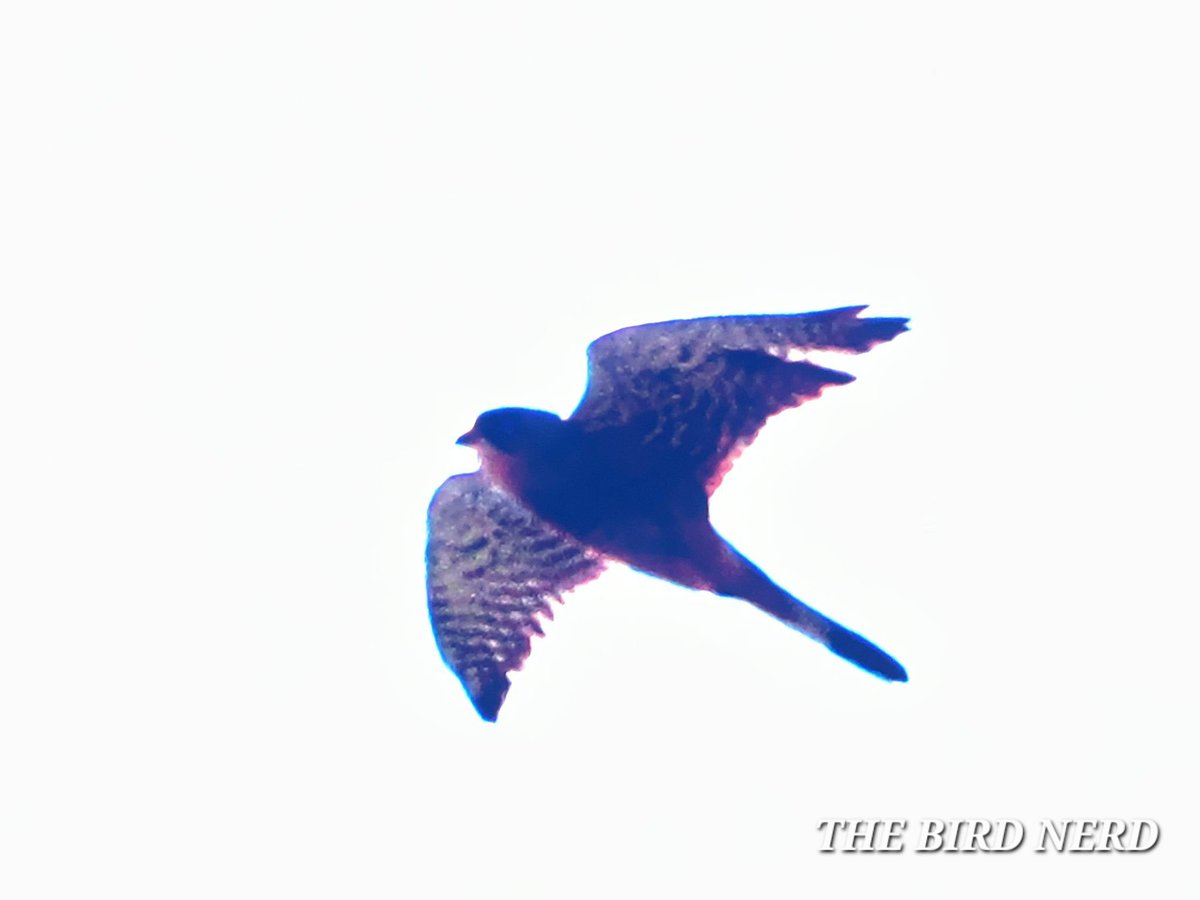 THE BIRD NERD tweet media