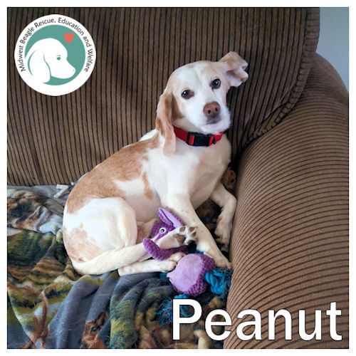 Peanut is looking for his furever family. Check him out here: buff.ly/WBZfZK6 #beagle #AdoptDontShop #BeaglesOfX #DogsOfX #DogsOfTwitter <a href="/beaglefacts/">Beagle Facts</a> #MWBalumni
