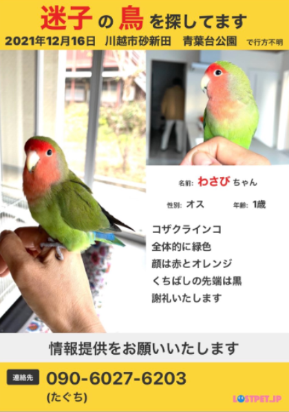 shiro_kiyanagi's tweet photo. 【#拡散希望】 
#迷子コザクラインコ を探しています
名前：わさび ちゃん 
#迷い鳥 #迷子鳥 #コザクラインコ迷子 
#緑 #橙色 
#埼玉県 #川越市 #砂新田 
#警察には届け済み
#目撃 #インコ保護 
#どんな些細な情報でもお願いします
@taguchikeisuke 様 
https://t.co/00hN7t6dTa