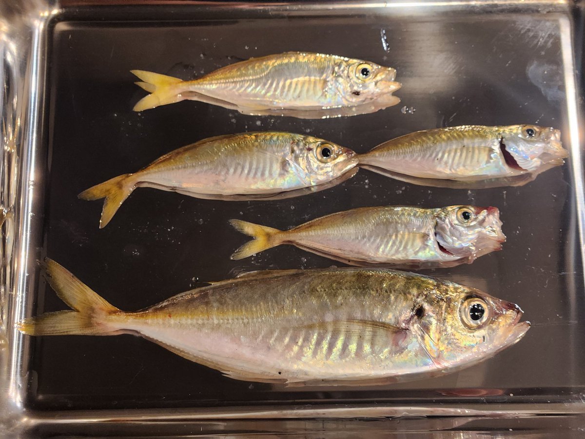 昨晩はサイズ的に満足行かなかったので今日は違うポイントへ🎣

一発目から２３センチのアジが来たので幸先良いか！？っと思ったらまた豆アジラッシュ🤣
その後ひたすらカマスラッシュが来て、サバ、ムツ、ふぐ…

まぁ五目釣りが出来たので良しとしましょう(笑)