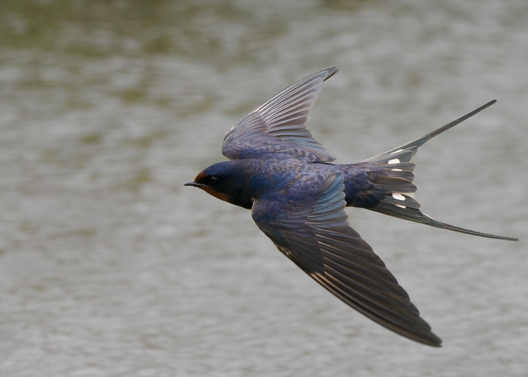 Seasalter birder tweet media
