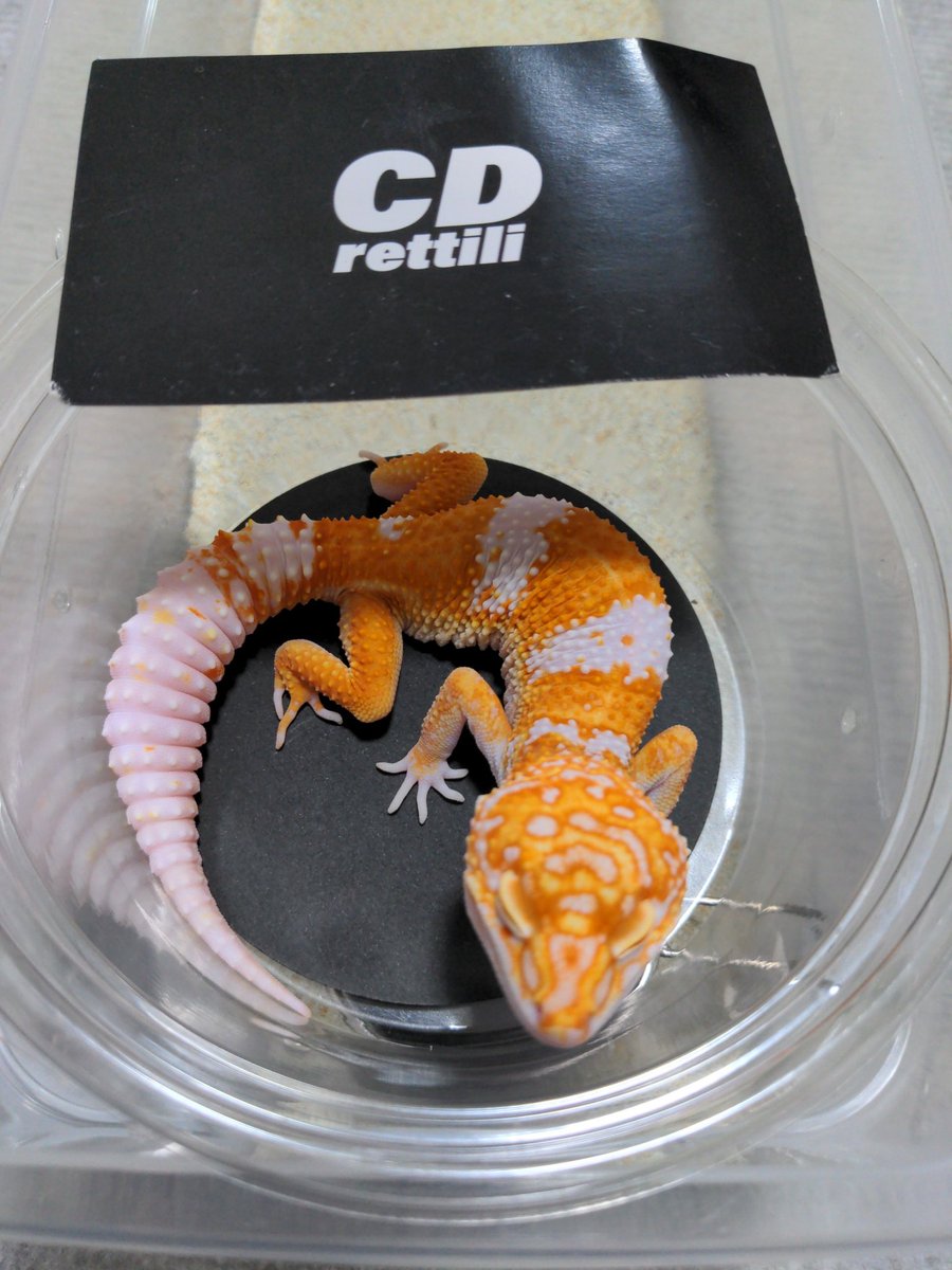 優 己(MOF LIZARD) tweet media