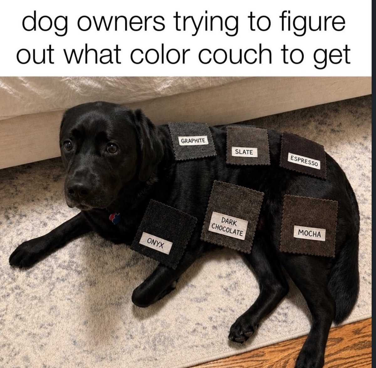 Puppieslover's tweet photo. https://t.co/oC24fj654S