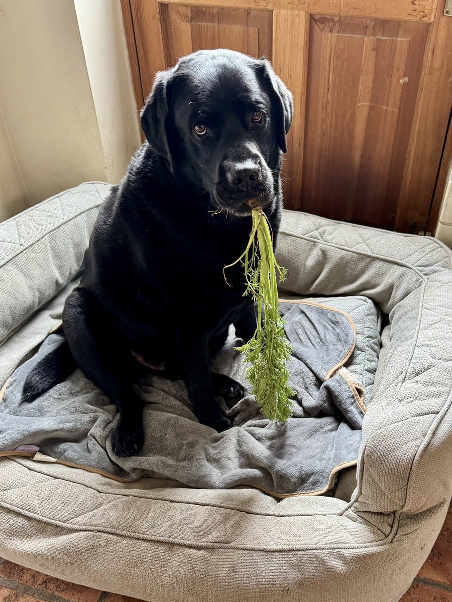 Jim and Olive🌈 Black Labs tweet media