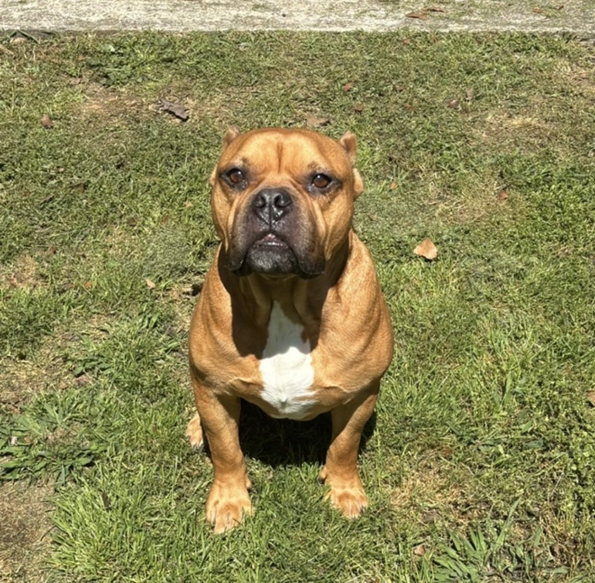 CelebrationOfDogs tweet media