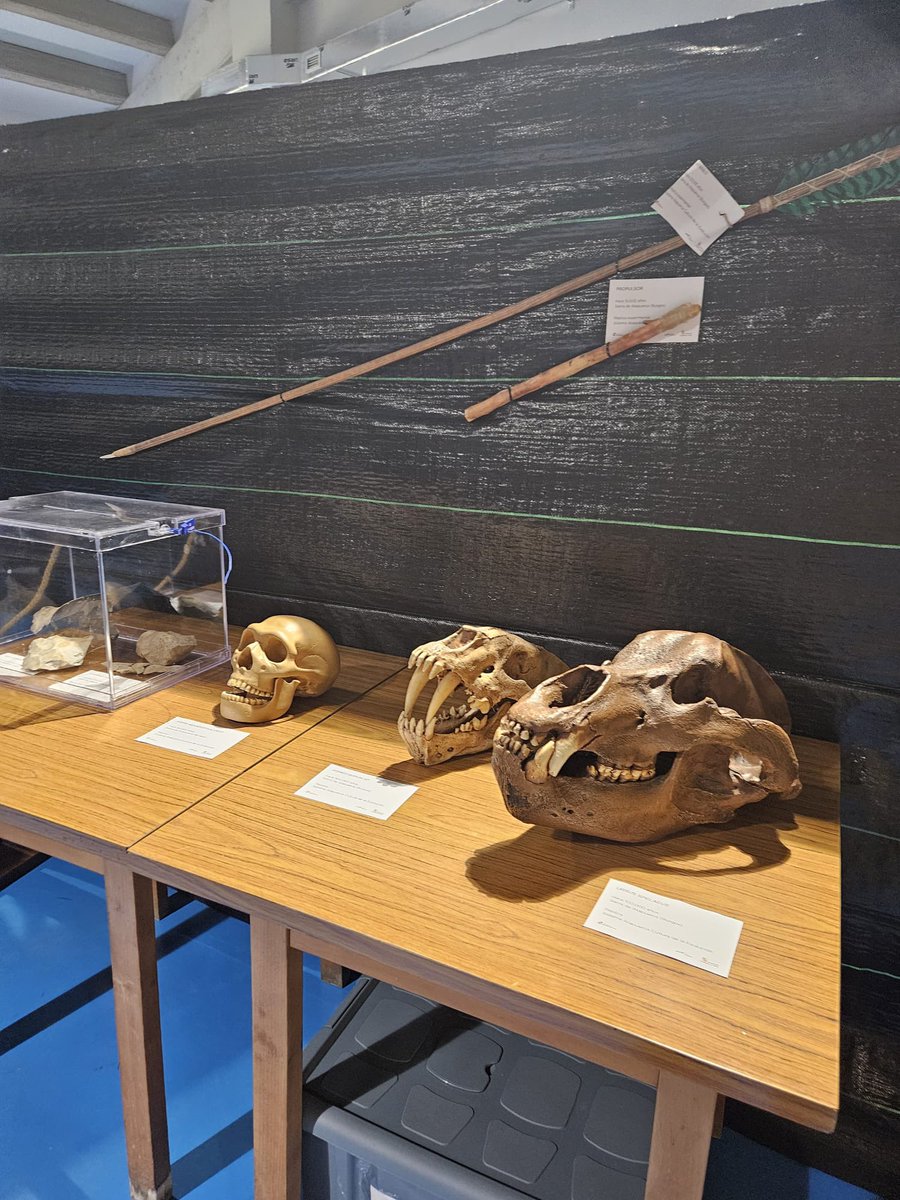 MuseoEvoluciónHumana tweet media