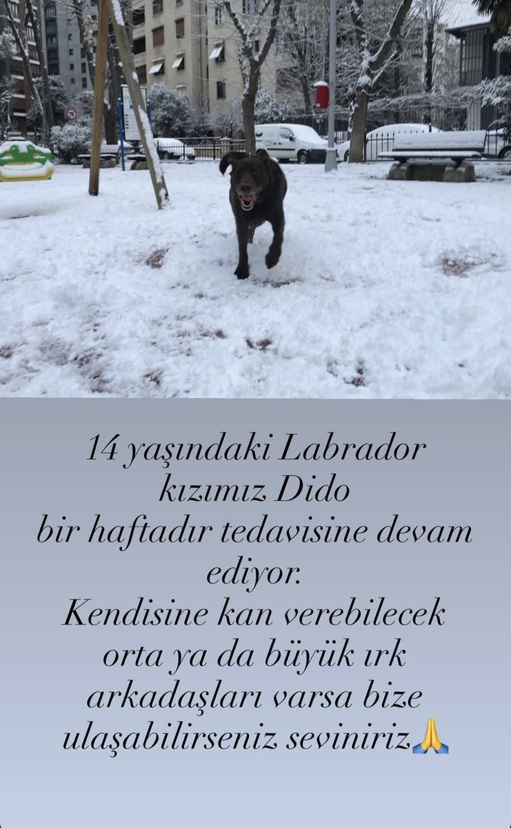 SELDA_2003's tweet photo. Dido yeğenimin köpeği, ne yazık ki dalak ve karaciğeri alındı tümörden dolayı. İstanbul Kadıköydelet ama her yere gelip alabilirler. Çok üzgünüz hepimiz. Lütfen paylaşır mısınız Dido’muza can olsun.. https://t.co/cm8w6ENCwD