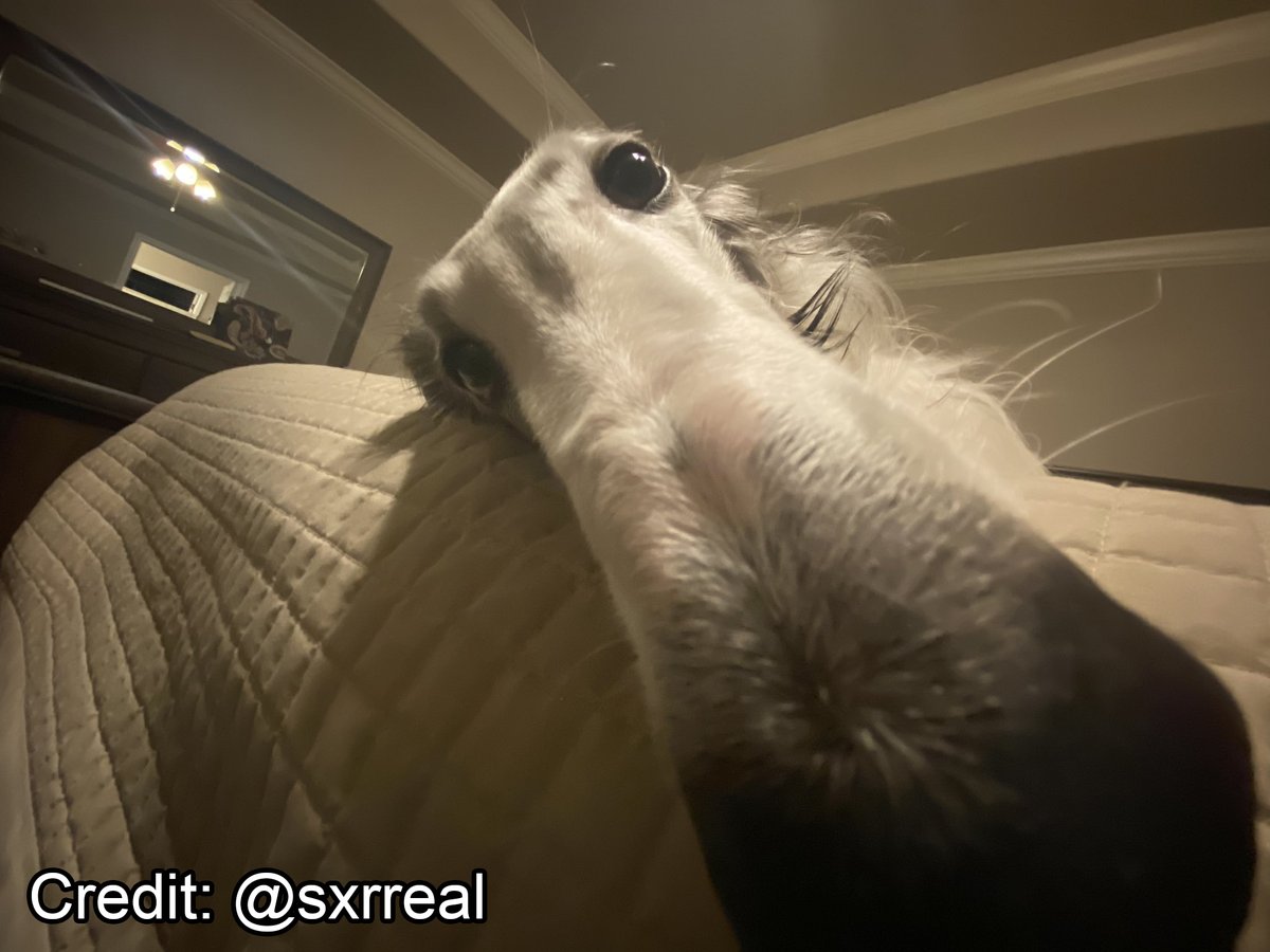 Borzoibot tweet media