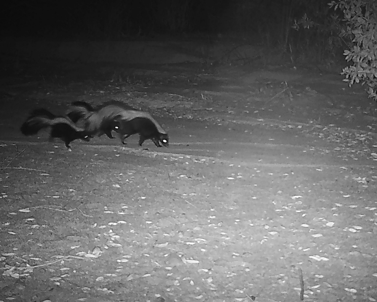 IRNLandmarks's tweet photo. Mother’s Day, through the lens of the Landmarks. 🦌🦨🐦
These camera trap moments show wildlife mothers and their young as they navigate, protect and grow together in the wild. https://t.co/8IIPvnFvXy