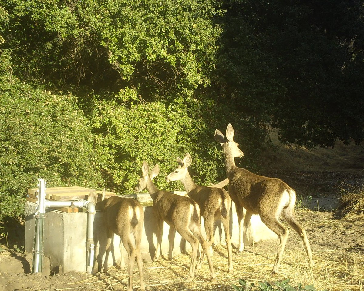 IRNLandmarks's tweet photo. Mother’s Day, through the lens of the Landmarks. 🦌🦨🐦
These camera trap moments show wildlife mothers and their young as they navigate, protect and grow together in the wild. https://t.co/8IIPvnFvXy