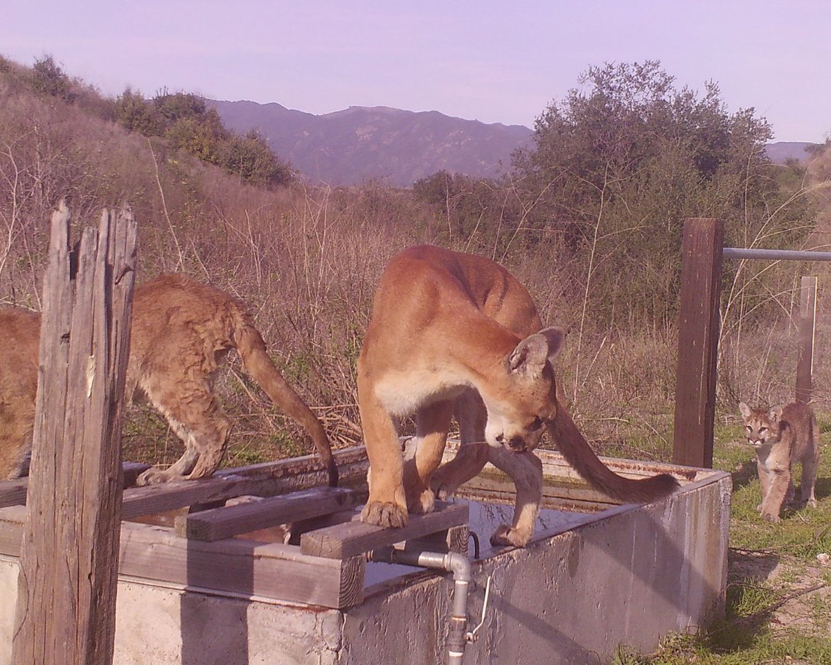 IRNLandmarks's tweet photo. Mother’s Day, through the lens of the Landmarks. 🦌🦨🐦
These camera trap moments show wildlife mothers and their young as they navigate, protect and grow together in the wild. https://t.co/8IIPvnFvXy
