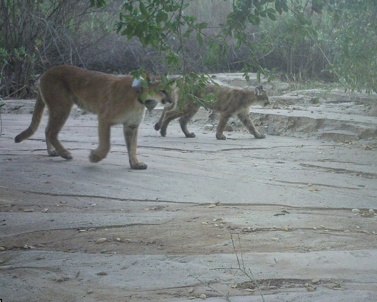 IRNLandmarks's tweet photo. Mother’s Day, through the lens of the Landmarks. 🦌🦨🐦
These camera trap moments show wildlife mothers and their young as they navigate, protect and grow together in the wild. https://t.co/8IIPvnFvXy
