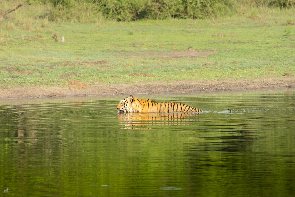 padmakumar5's tweet photo. Spotted at Bandipur https://t.co/S9h4Esj2Ed