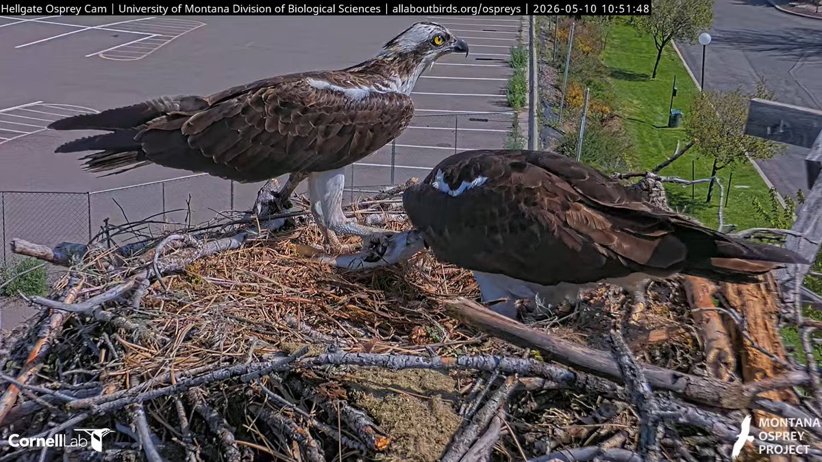 Hellgate Osprey tweet media