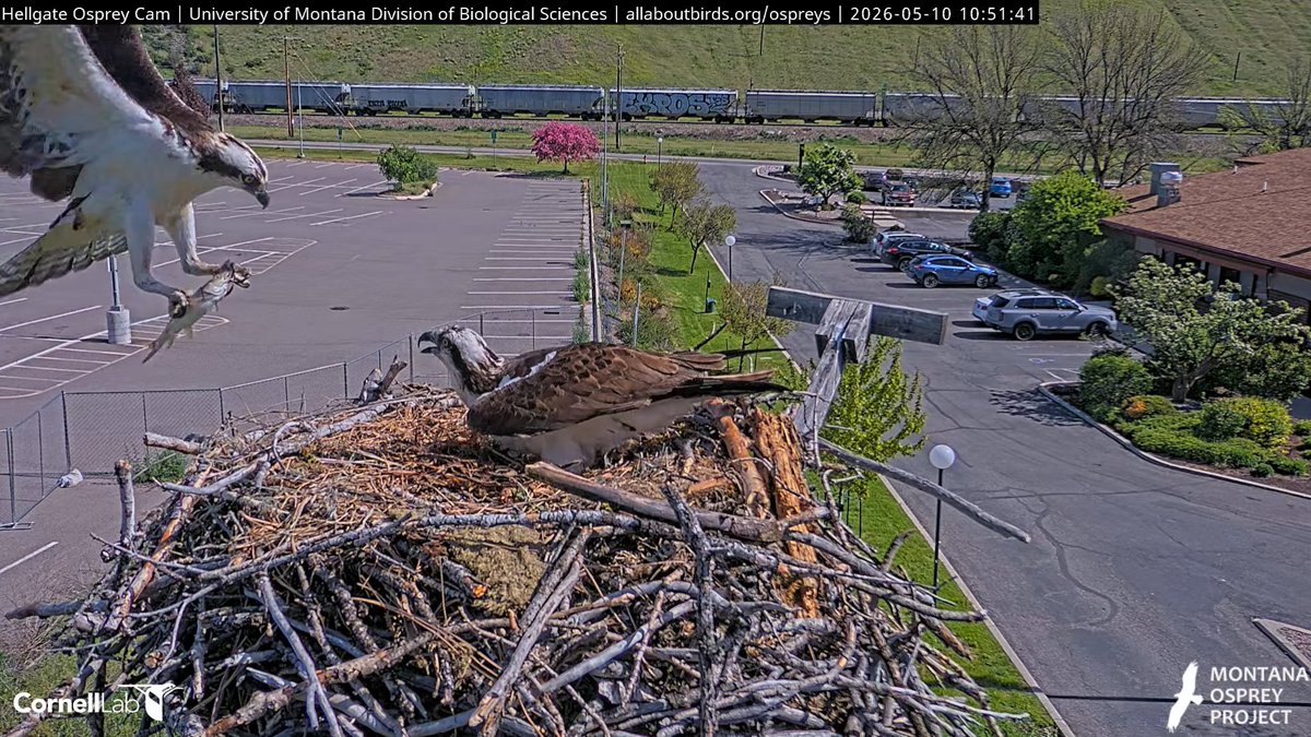 Hellgate Osprey tweet media