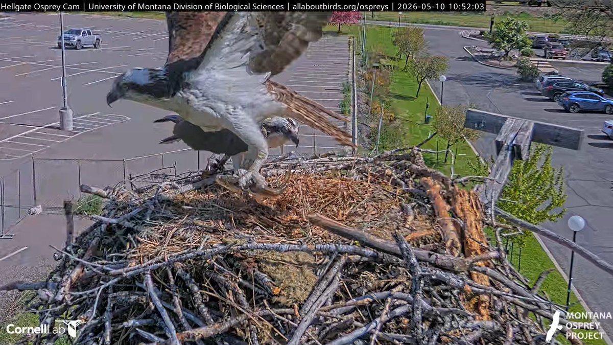 Hellgate Osprey tweet media