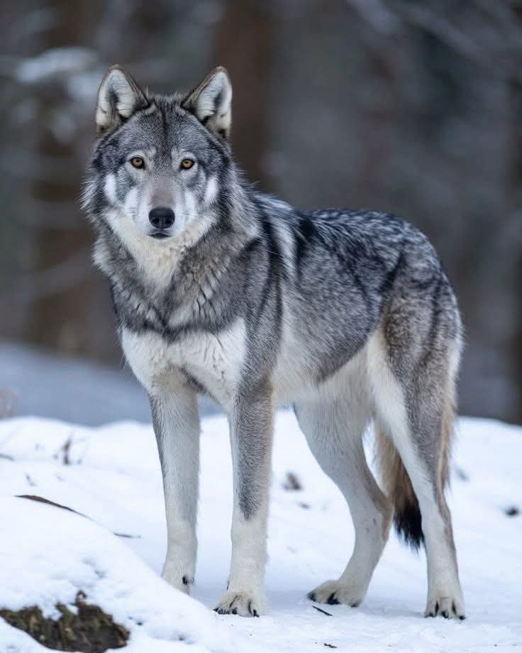 wolf_lovers tweet media