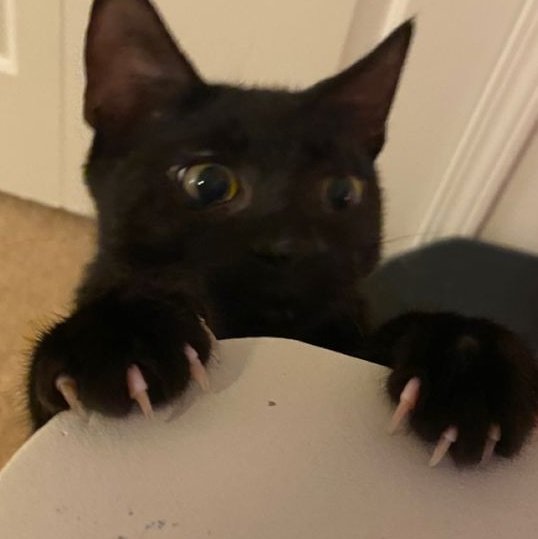 (  •̀⤙•́  )