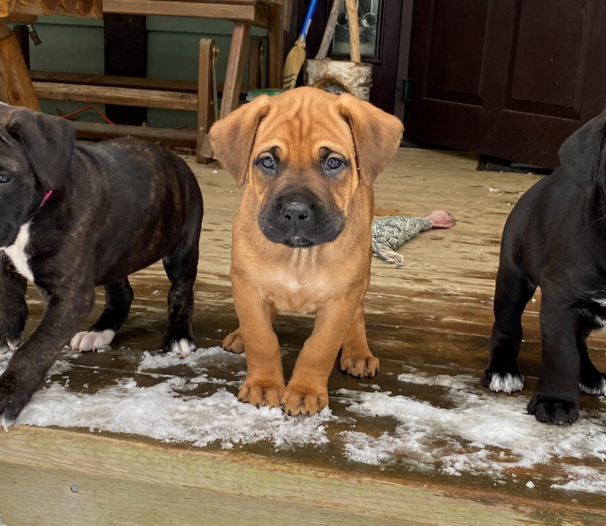 The Ontario SPCA and Humane Society tweet media