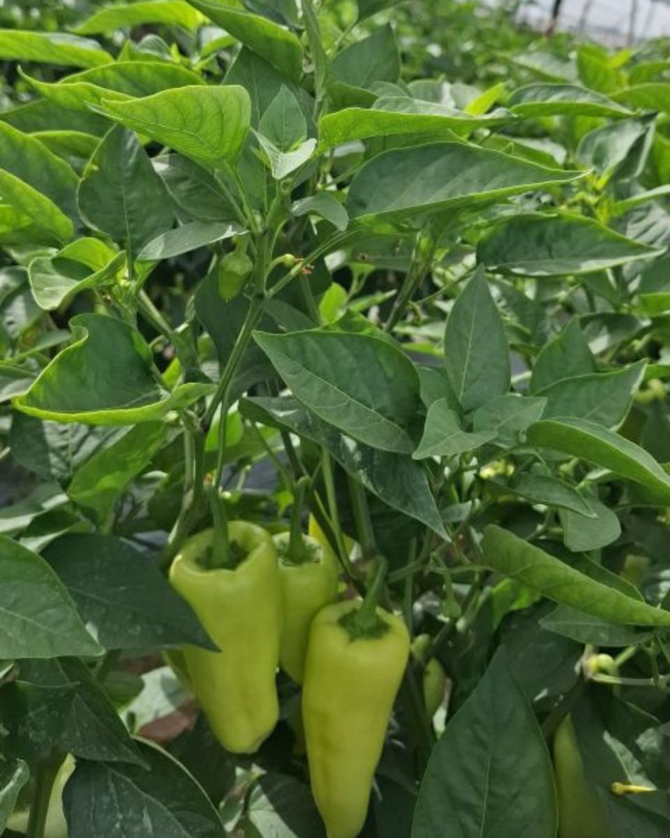 WestarSeeds's tweet photo. Caloro variety "4793" of Westar Seeds International, Inc. Zacatecas, going for their 4th cut! Reshoots with good ties, fruit maintains 4" sizes, shelf life, and yield! This variety also adapts to the rainy season.
Contact us via: 📞 (760) 353-7333, or 📧 mail@westarseeds.com https://t.co/UFBZXhuJTk