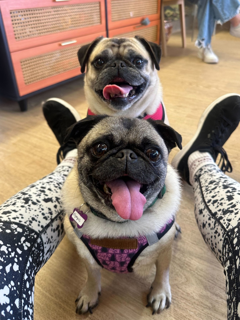 Muttville Senior Dog Rescue, San Francisco tweet media