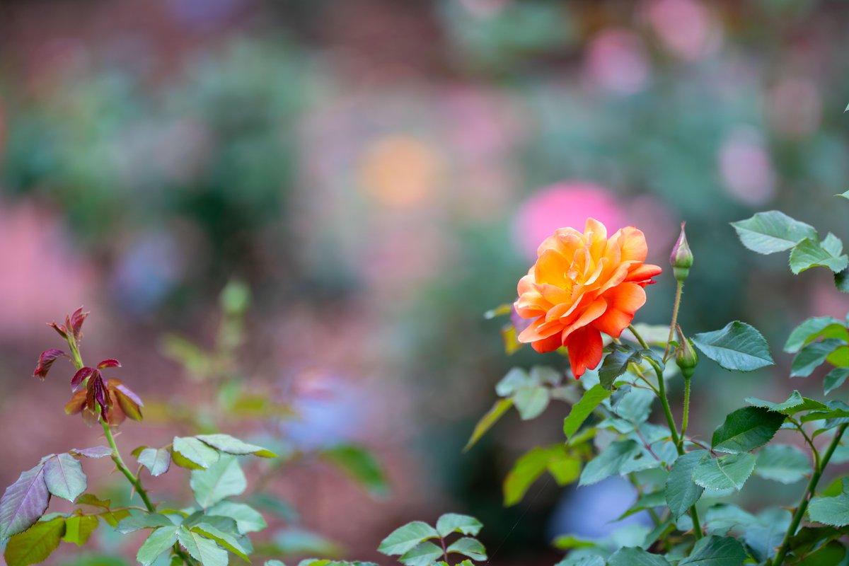 BelmontUniv's tweet photo. "Instead, speaking the truth in love, we will grow to become in every respect the mature body of him who is the head, that is, Christ." (Ephesians 4:15, NIV.) Have a great week, Bruins! 🫶 https://t.co/2E62ir0dAL