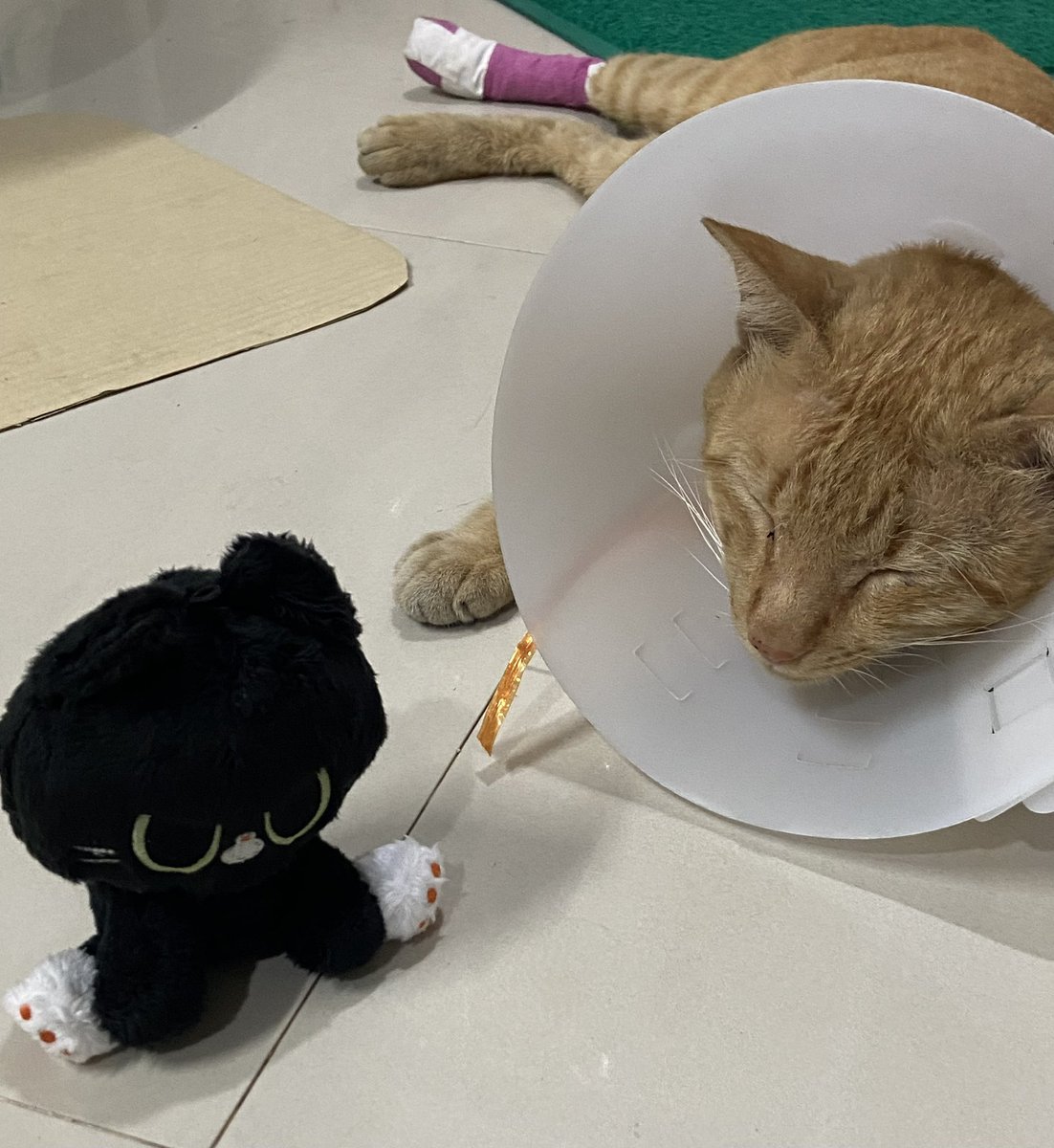 ִ ࣪𖤐 🐈⬛Bigcat🍎ปั่นงาน tweet media