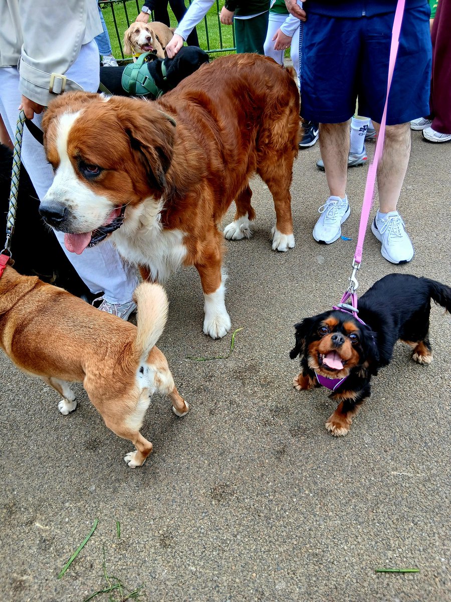 dianebutler95's tweet photo. 104 humans and 84 dogs and not a cross bark from anyone. Not even @gymforthesoul
#doggydanders. #fallspark https://t.co/HC4bf1vaES