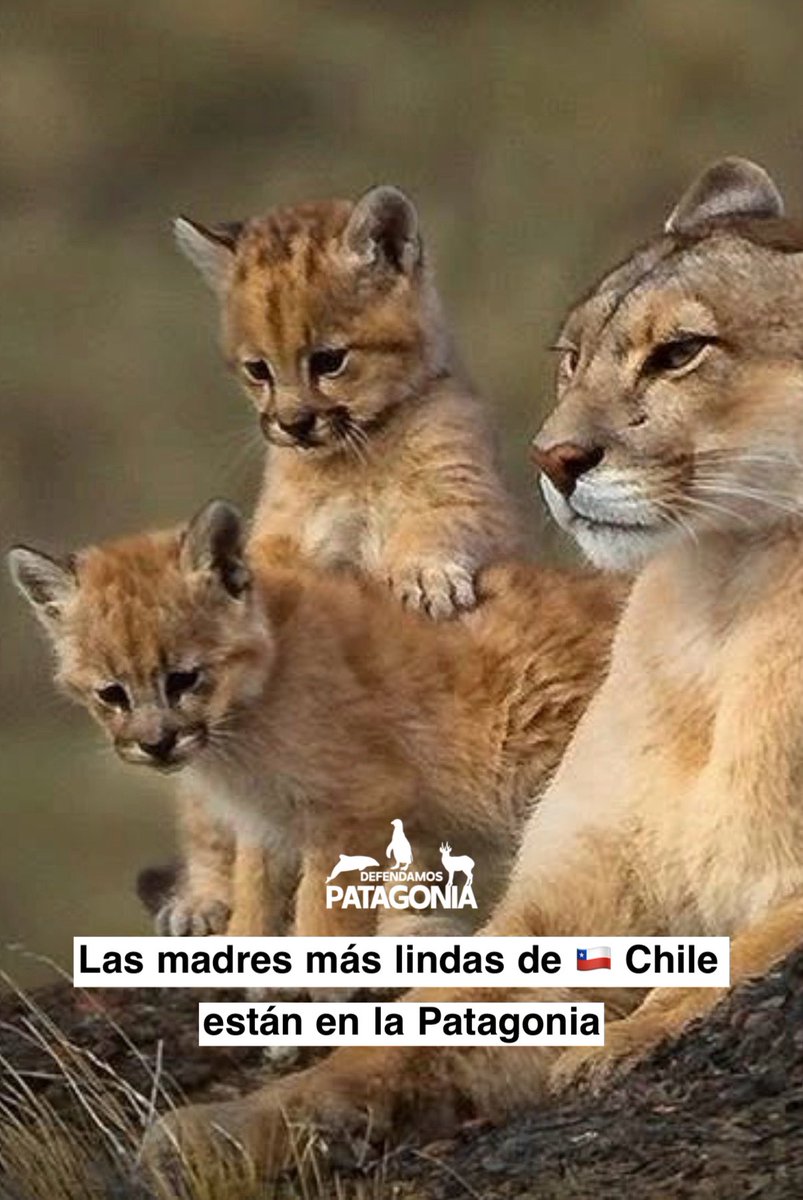 ❗️Defendamos Patagonia❗️ tweet media