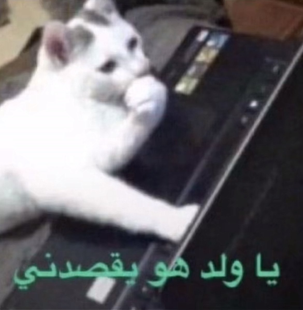 Ali7Fin tweet picture