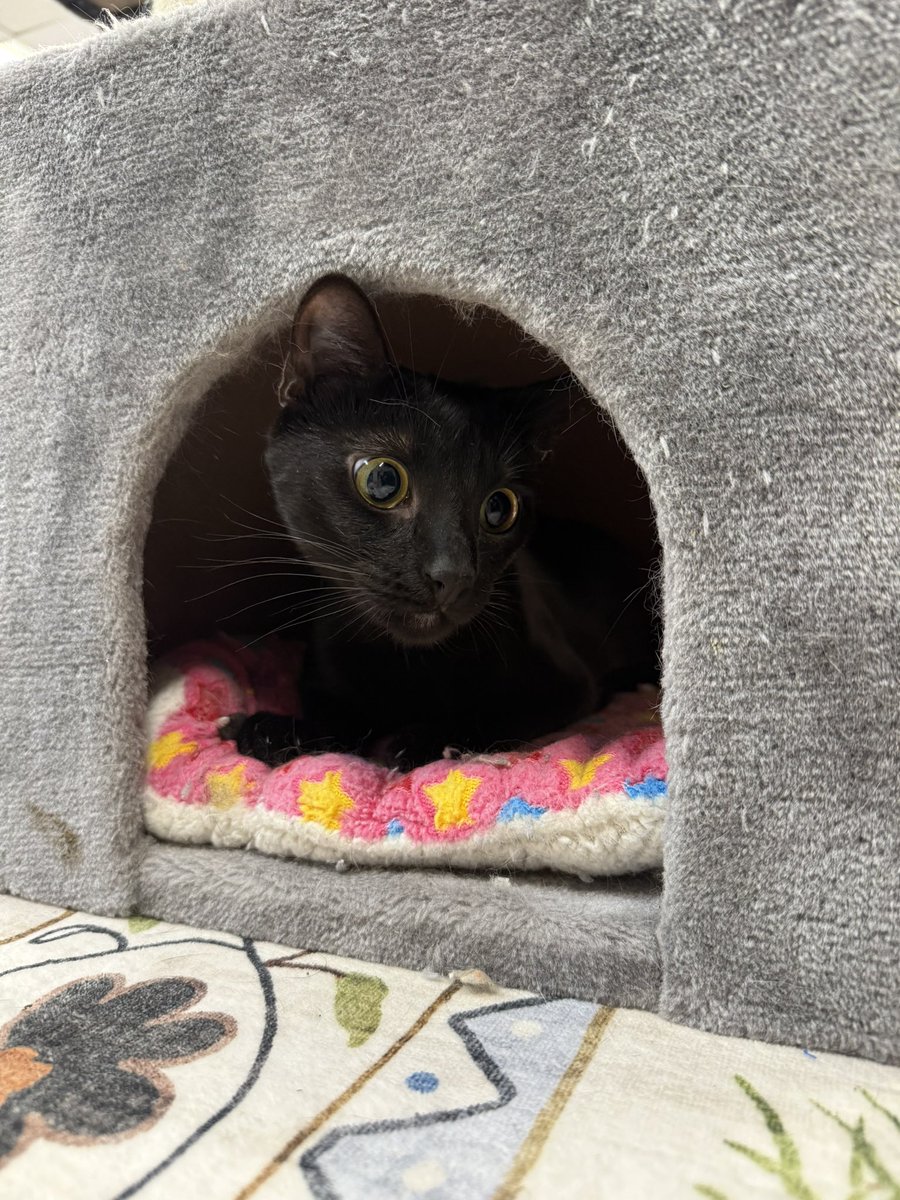 Friends of Bear Cat Rescue tweet media
