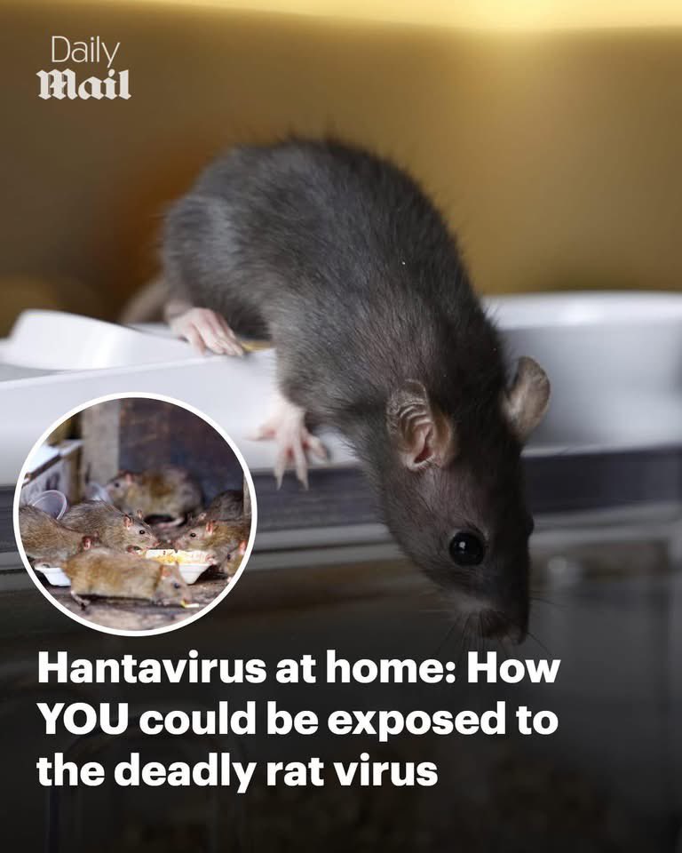 THIS many in 14 years! 🐀🐀🐀🐀🐀🐀🐀🐀🐀🐀🐀

PANIC! PANIC! 

‘Since 2012, there have only been 11 confirmed human cases of Seoul hantavirus infection in the UK, with nine linked to pet rats or rats bred for reptile feeding.’