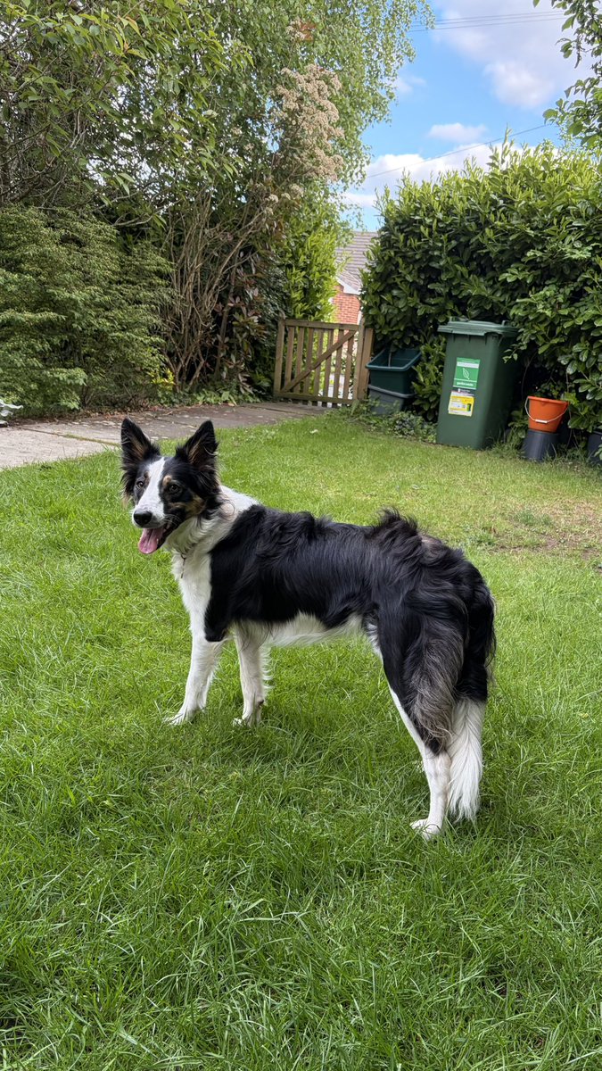Puppy Bess and Auntie Kes tweet media