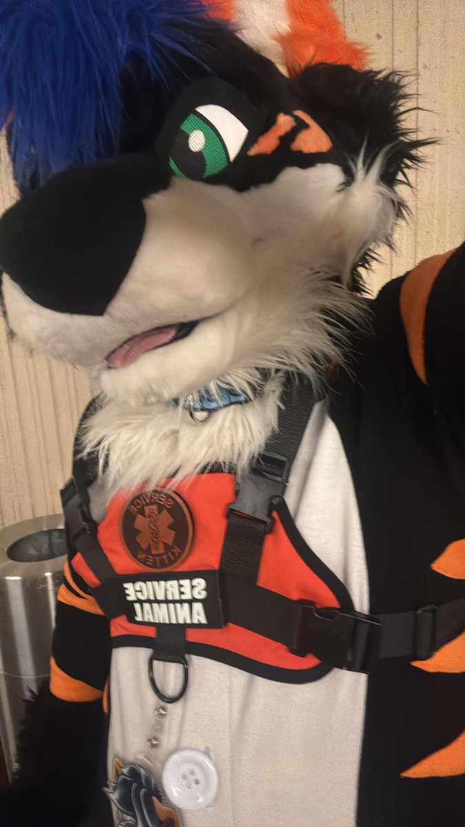 howlietigerpaw's tweet photo. Lazy suiting in my kigu! https://t.co/gmuLnRl1CP