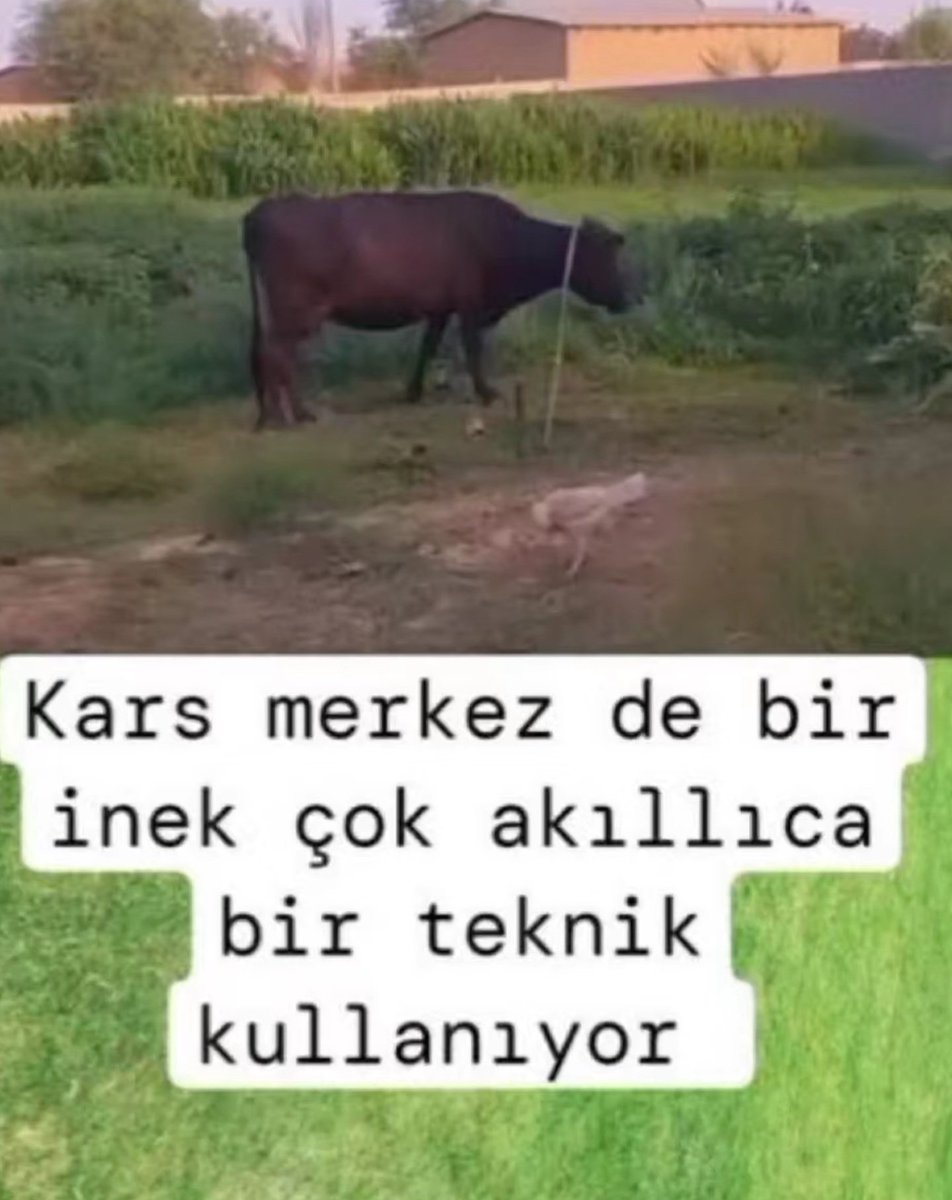 yenicherry tweet media