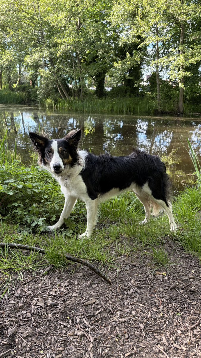 Puppy Bess and Auntie Kes tweet media