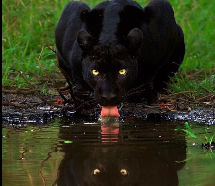 CryptoWithunter's tweet photo. The pfp              vs            the spirit animal https://t.co/mcTMR4230V