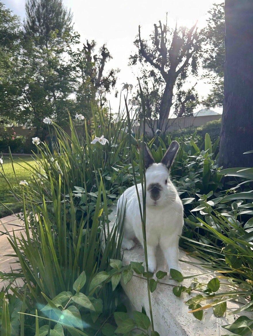 Sher 🐰 tweet media